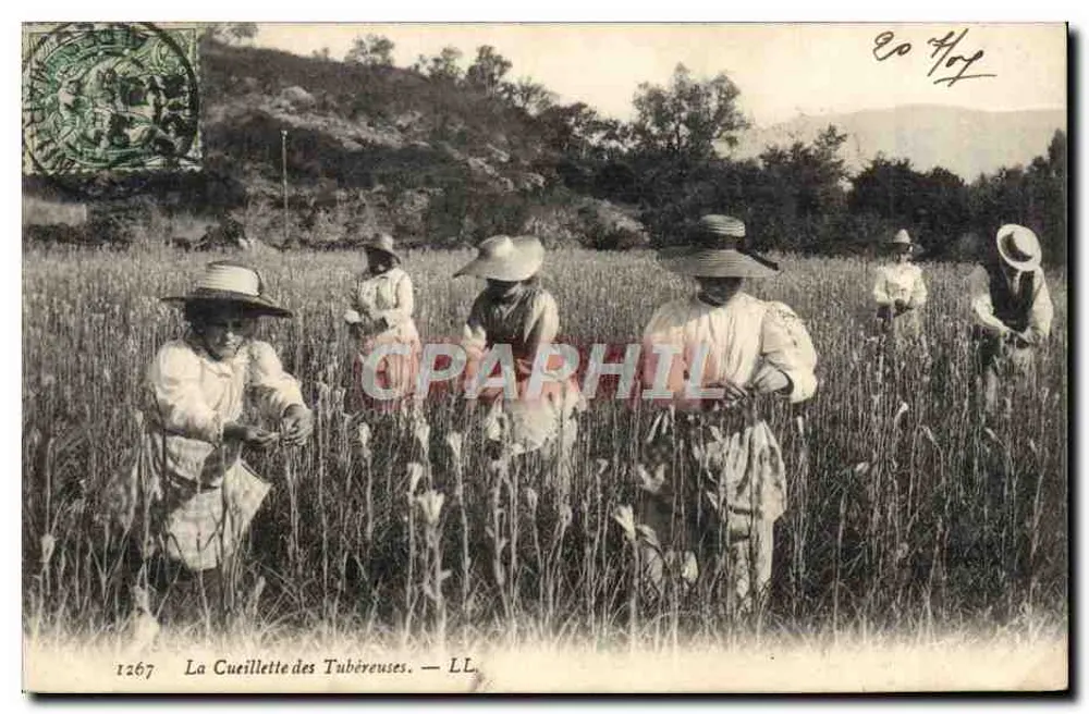 A Colheita das Tubérosas — LL. — n°1267 - Frente