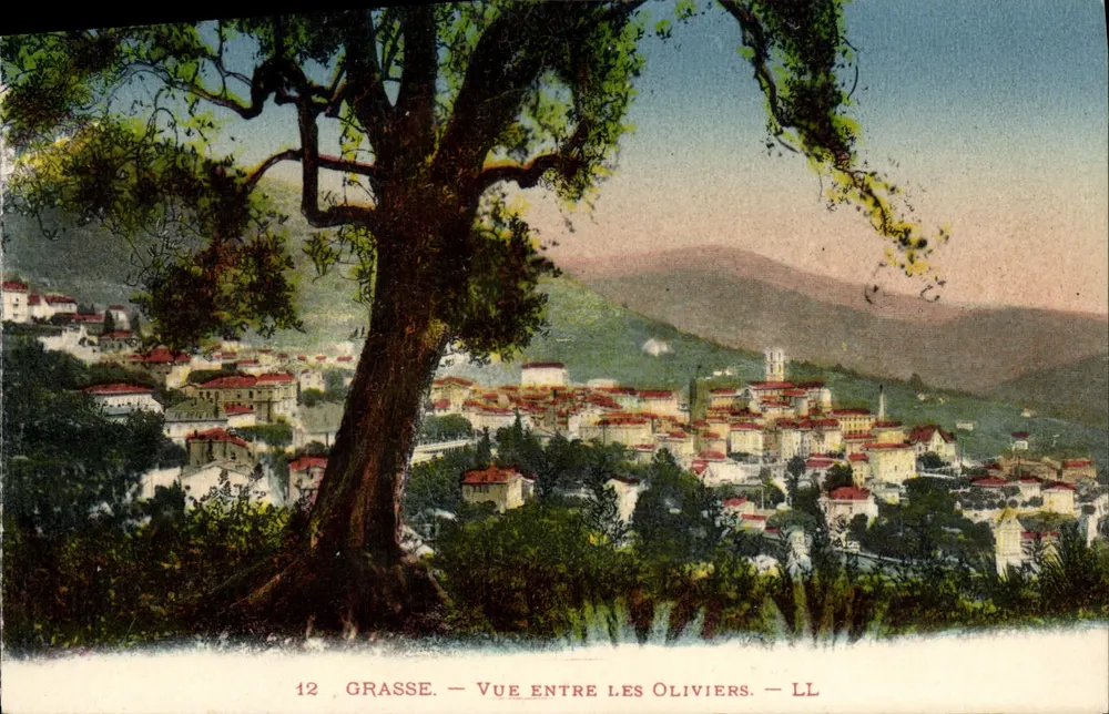 Grasse — Vista entre os Oliveiras — LL - Frente
