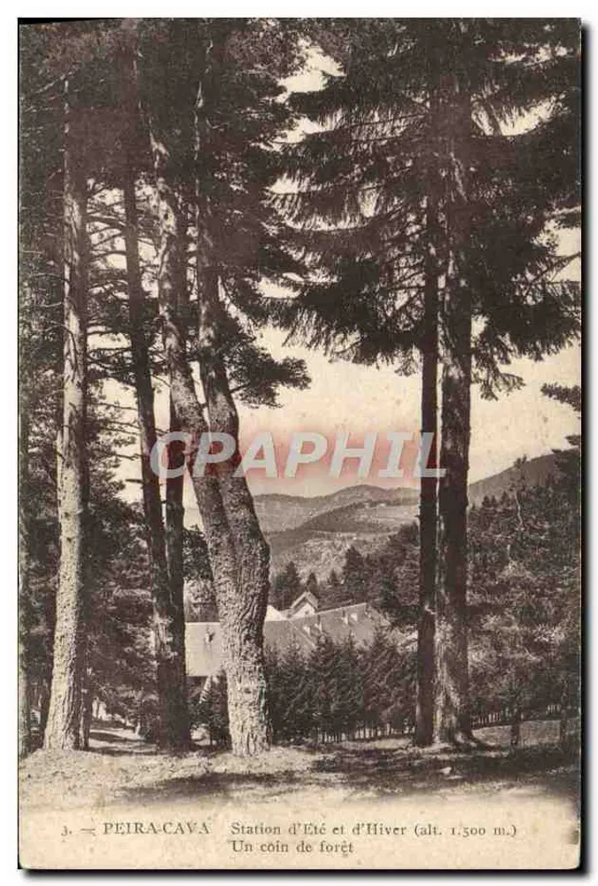 Peira-Cava — Estação de Verão e Inverno (alt. 1.500 m.) — Um canto da floresta — Edição Marchand, Nice - Frente