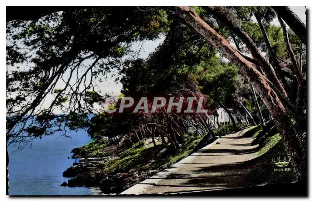 Sous-bois no Cap Martin — Éditions Munier, n° 140 - Frente