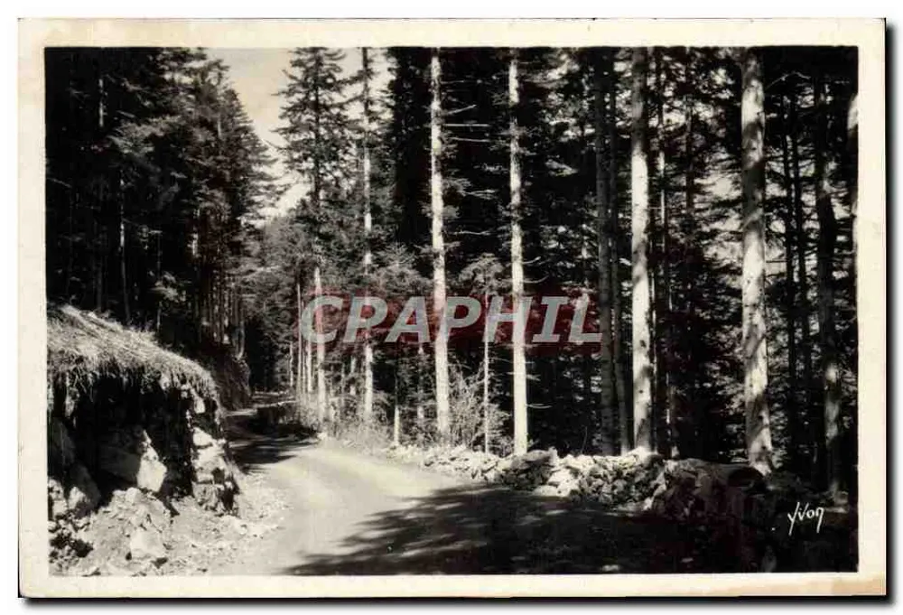 Floresta de Turini — Alpes-Maritimes — Edições n'Art Turin - Frente