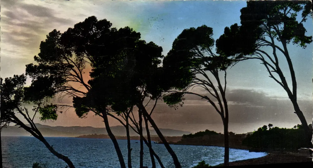 Sonnenuntergang durch die Kegelkiefern — La Côte d'Azur — Editions S.E.P.I. — n° 0-11 - Vorderseite
