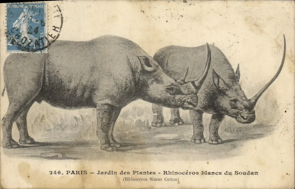 Paris - Jardin des Plantes - Weiße Nashörner aus dem Sudan (Rhinoceros Simus Cottoni) — L. Moreau, Verlag 246 - Vorderseite