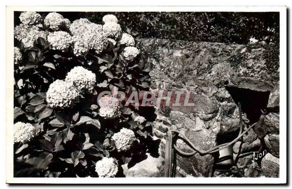 Margelle florescente — Ilha de Brehat (C.-du-N.) — Edições d'Art Martel - Frente