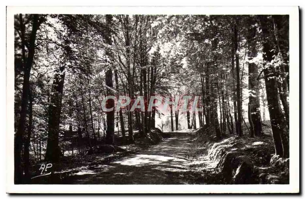 Montfort-l'Amaury — Paseo por el Bosque — Edit. d'Art A.P. n°534 - Anverso