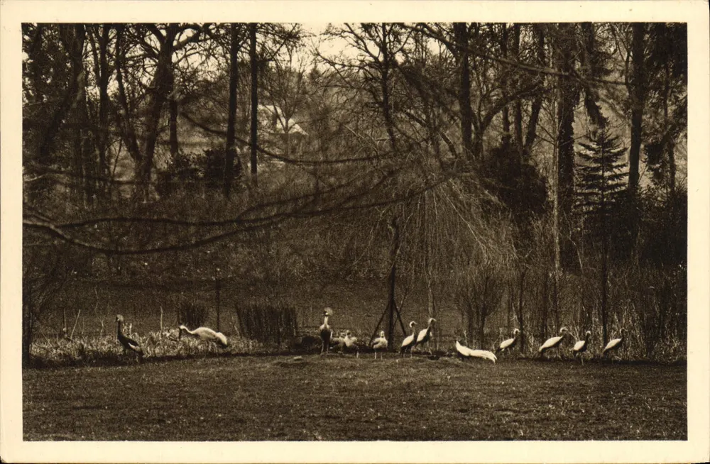 Zoologischer Park Clères (Seine Inf.) — verschiedene Störche — Edition des Zoologischen Parks Clères - Vorderseite