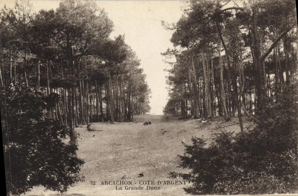 Arcachon - Côte d'Argent, La Grande Dune — vista de estrada cercada de pinheiros - Frente