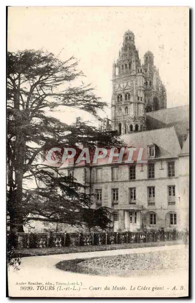 Tours (Loire-et-Loire) — Cours do Museu. O Cedro Gigante — André Boucher, editor, n° 9020 - Frente