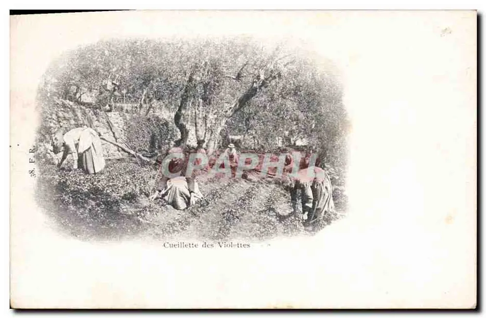 Colheita das Violetas — cena de colheita na floresta — editor F.R. n°38 - Frente