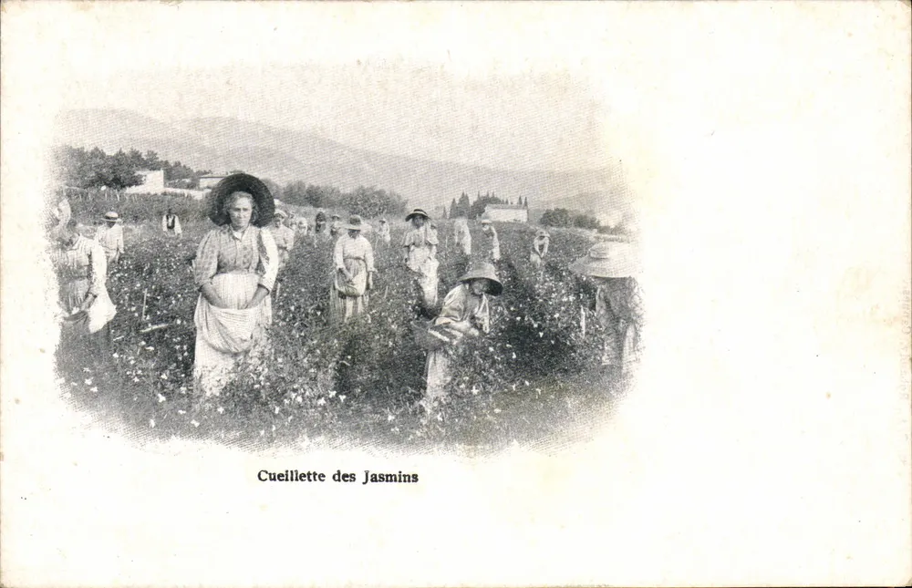 Zbieranie Jasminów — S.A. Robauty, Caunes - Awers