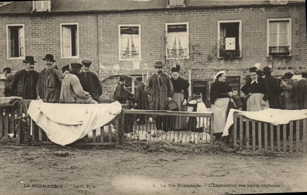Die Ausstellung der kleinen Schweine — Das Leben in der Normandie — Antike Ansichtskarte - Vorderseite