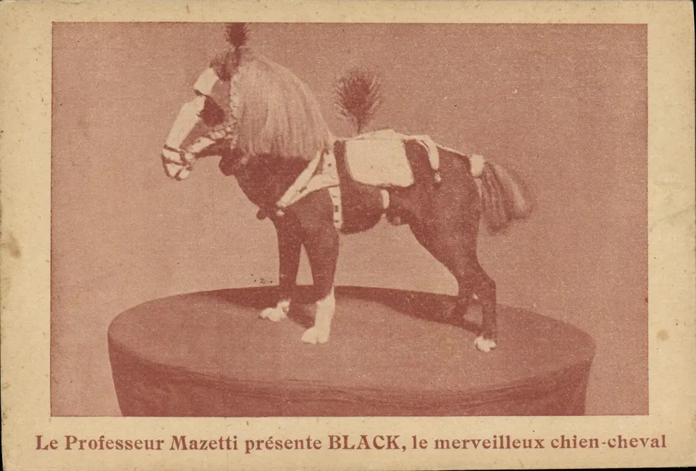 Der Professor Mazetti präsentiert BLACK, den wunderbaren Pferdehund — Mazetti - Vorderseite