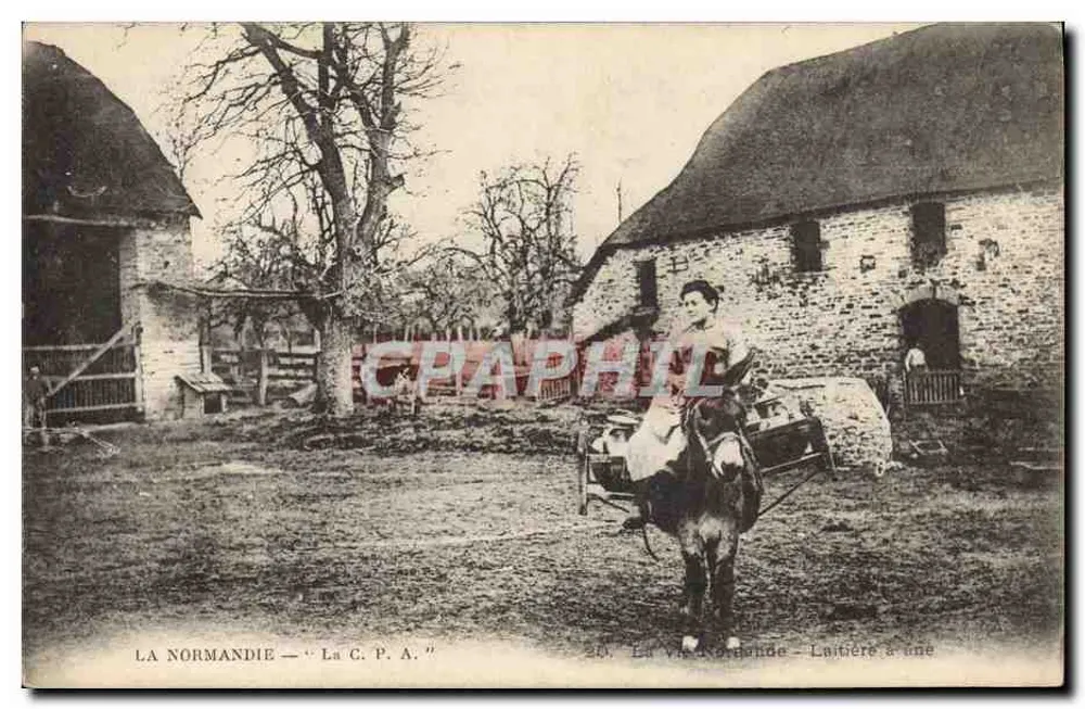Die Normandie — Milchmaid auf einem Esel — Antike Ansichtskarte n°20 - Vorderseite