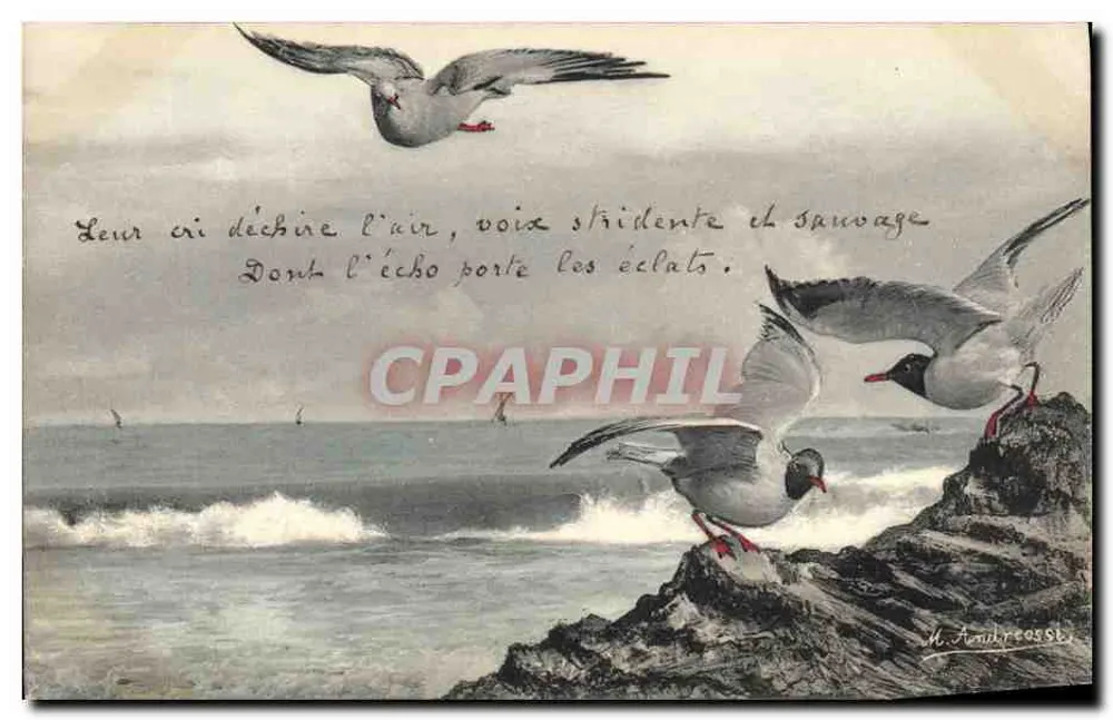 Gaivotas sobre rochedos — M. Andrirossi — Série 29, Clément Tournier & Cie, Genève - Frente