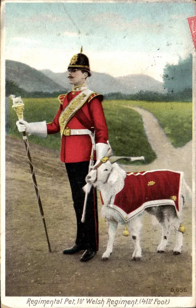 Regimental Pet, 1º Regimento Galês (4º Pé) — A. & G. Taylor & Co. — n° 0,656 - Frente