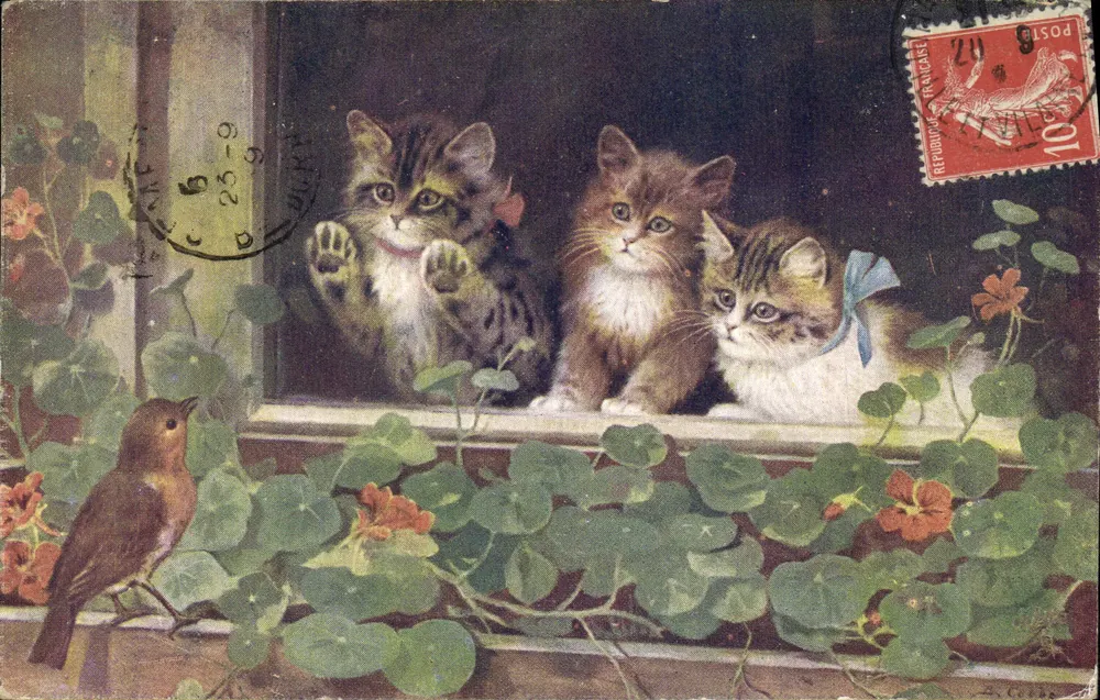 Trzy koty przy oknie — Tuck's Post Card, seria 8853 — wydawca Tuck & Sons - Awers