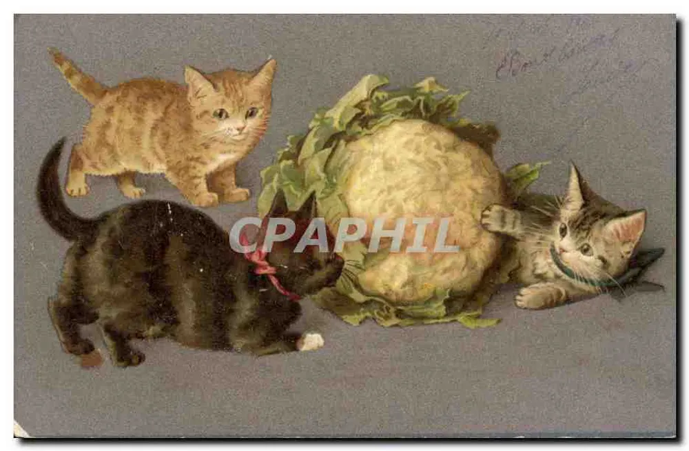 Trois chatons autour d'un chou — illustration imprimée — éditeur non visible - Frente