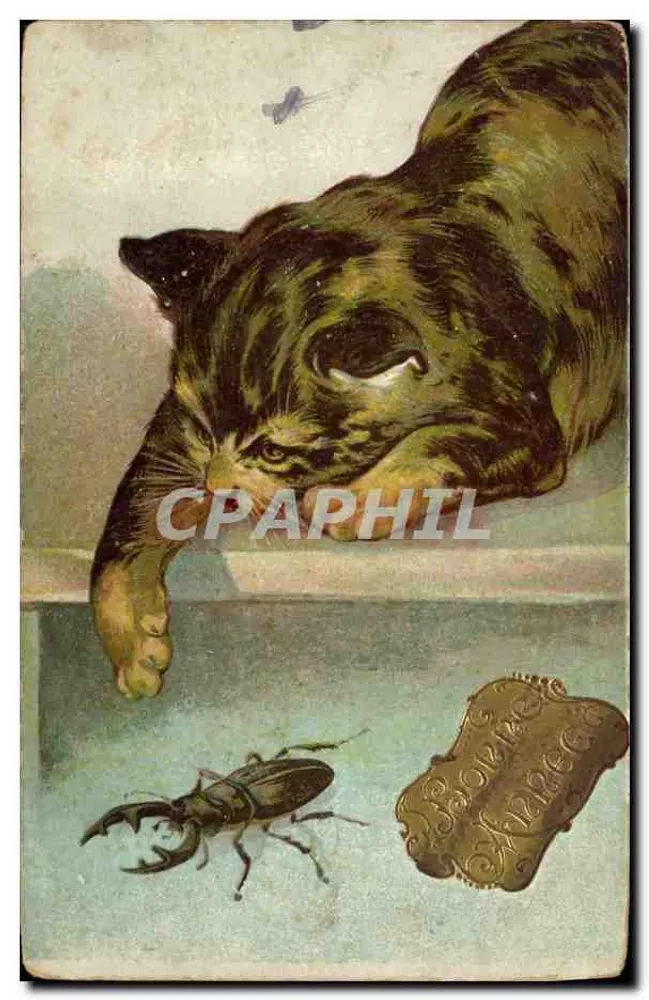 Gato tigre observando um escaravelho — K. P. Editores, Paris - Frente