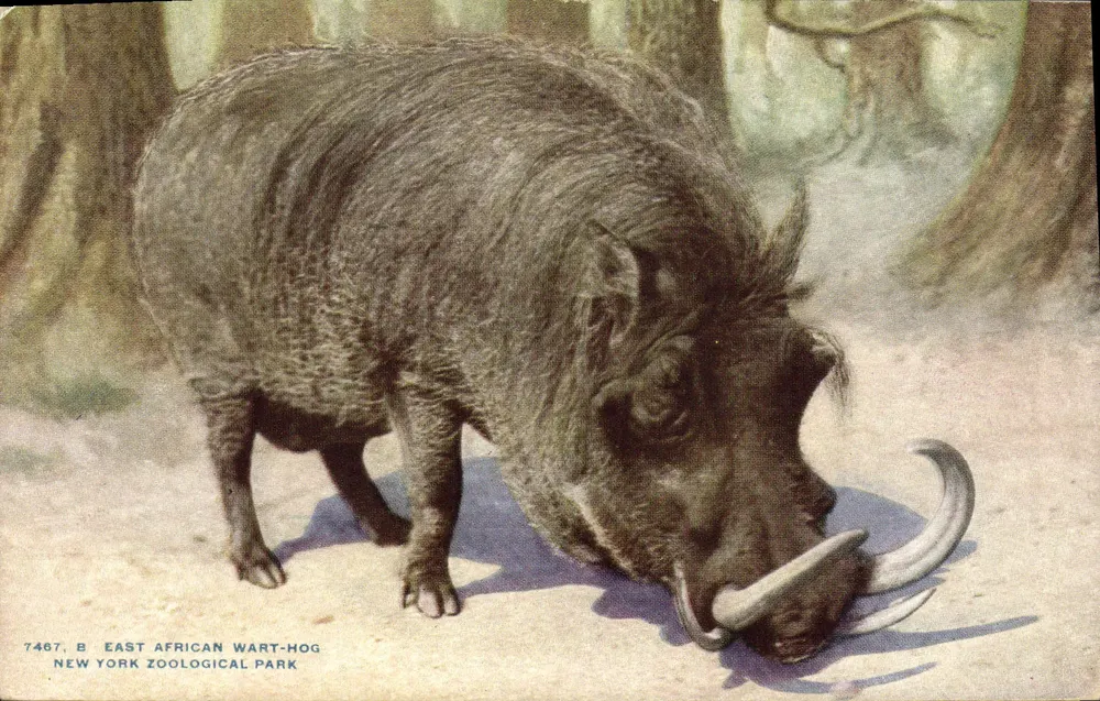 Ostafrikanischer Warthirsch — New York Zoological Park — Verlag NYZP, Nr. 7467 B - Vorderseite