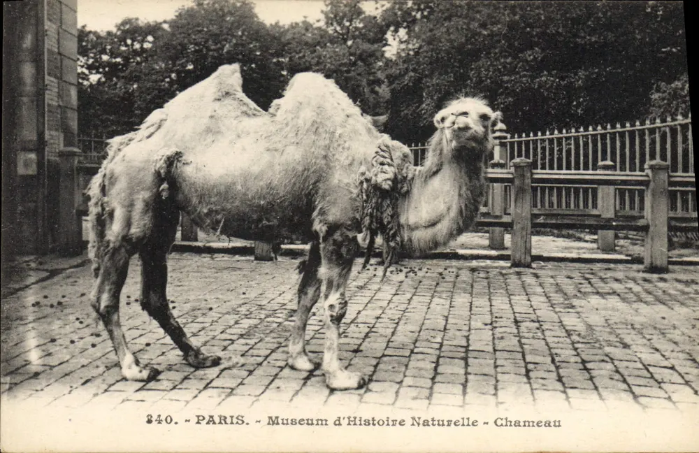 Paris - Museum für Naturgeschichte - Kamel - Vorderseite