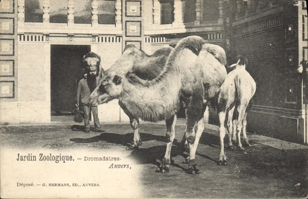 Zoo-Garten — Dromedare — G. Hermans, Antwerpen - Vorderseite