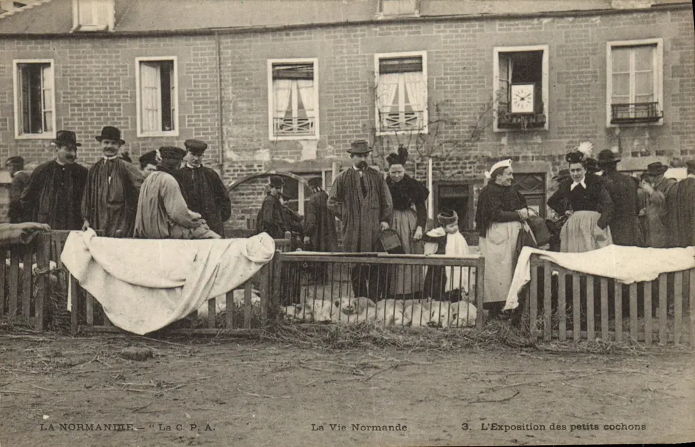 Normandie — Das Leben in der Normandie — Die Ausstellung der kleinen Schweine - Vorderseite