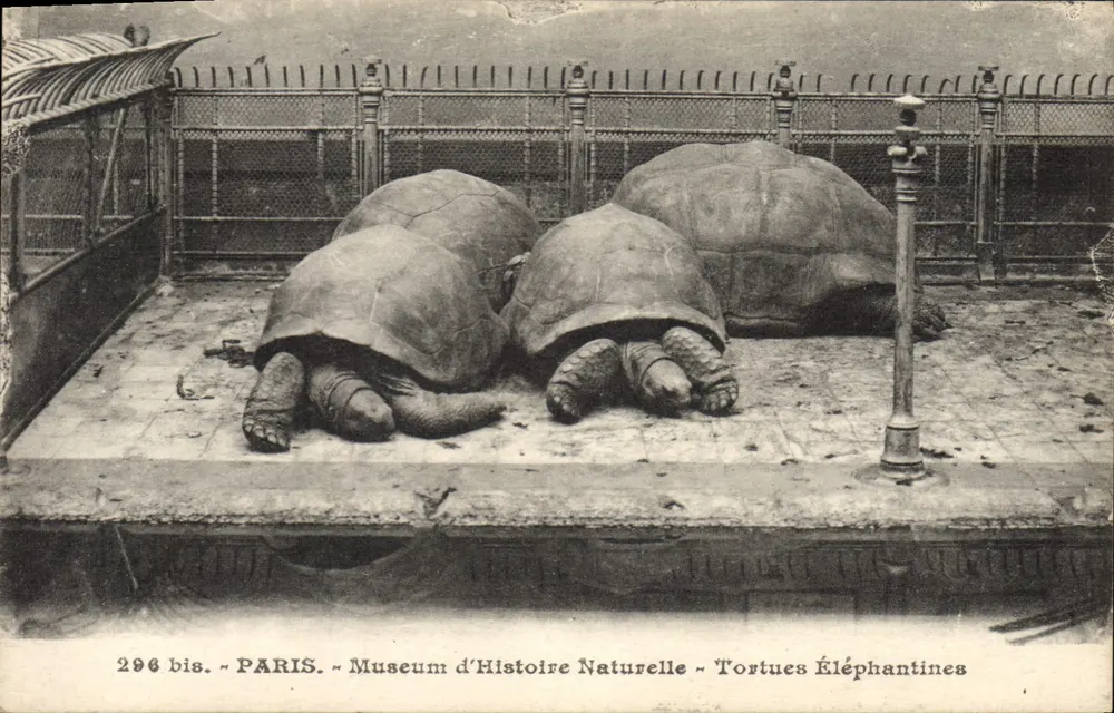 Elefantenturtle — Museum für Naturgeschichte — Paris — n° 296 bis - Vorderseite