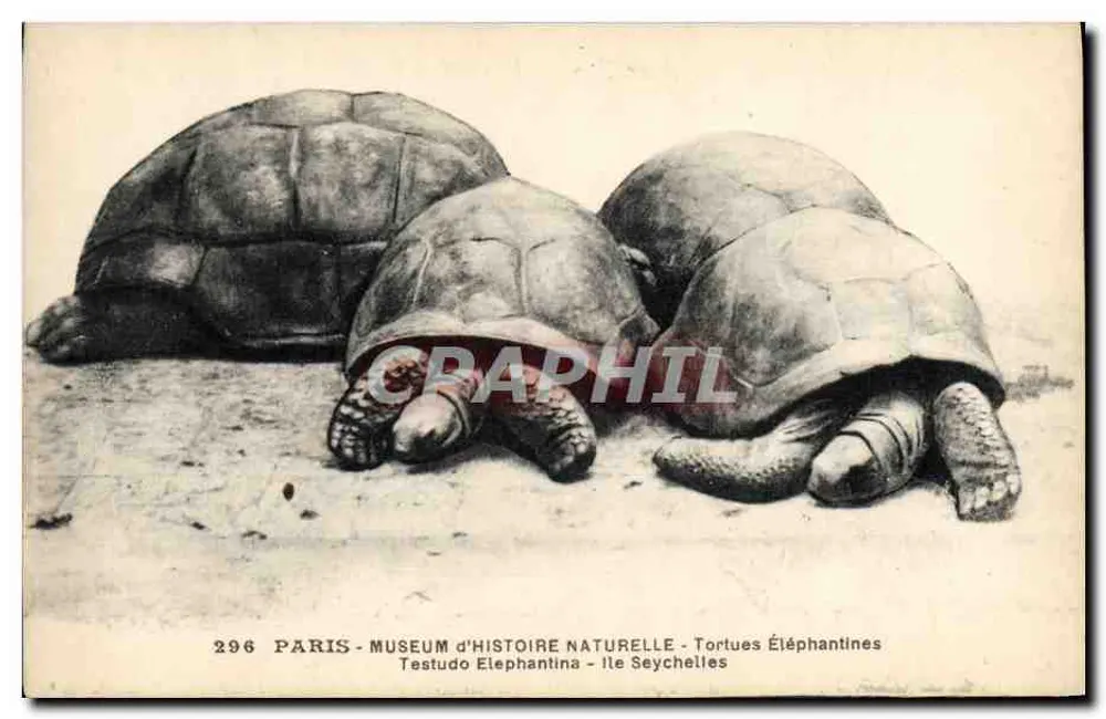 Elefantenschildkröten — Paris - Musée d'Histoire Naturelle - Ile Seychelles - Vorderseite