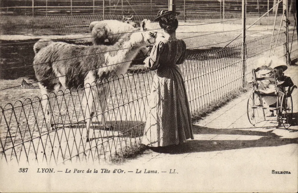 LYON — Le Parc de la Tête d'Or — Le Lama — LL. — Sélecta - Recto