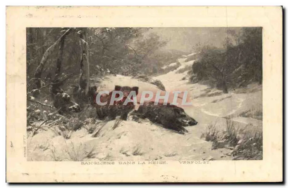 Javalis na neve — Verfolgt — Tanne 17772 - Frente