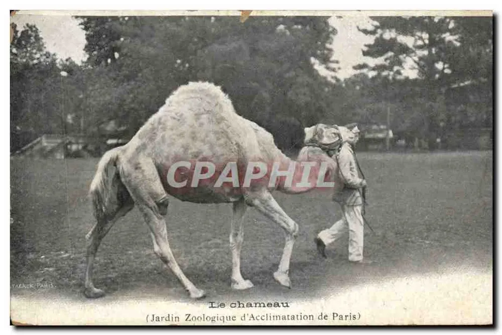 Der Kamel — Zoologischer Acclimatationsgarten von Paris — TARAICK, PARIS - Vorderseite