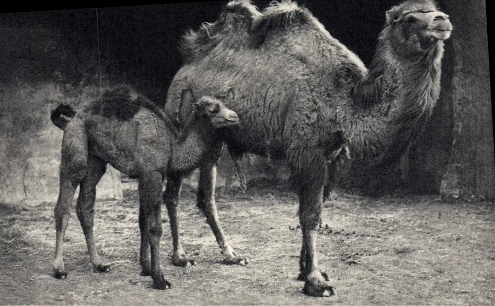 Bactrieren und sein Kalb — Nationalmuseum für Naturgeschichte, Zoologischer Garten Vincennes, Paris — Photo Frères - Vorderseite