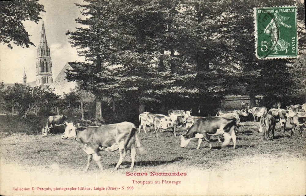 Rinder auf der Weide — Normandische Szenen — Sammlung E. Pasquis, Fotograf-Verleger, Laigle (Orne) - N° 998 - Vorderseite