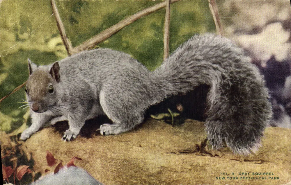 Esquilo cinza — Parque Zoológico de Nova York — editor NYZP, n° 751 B - Frente