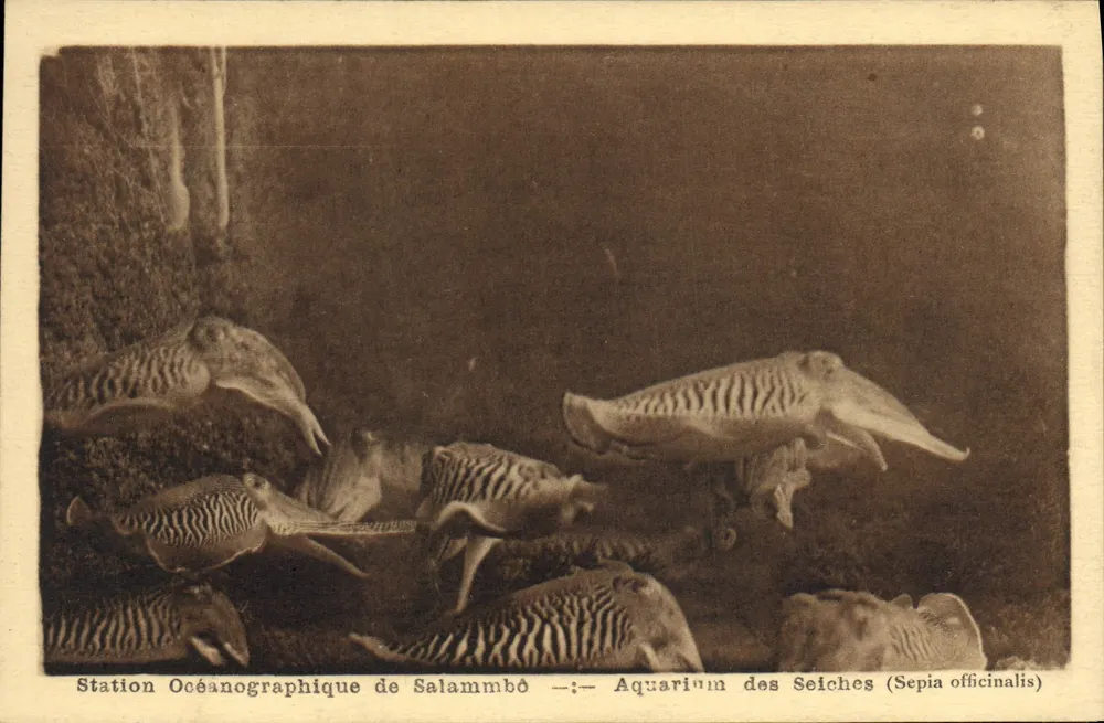 Ozeanographische Station Salammbô — Aquarium der Sepia officinalis — Foto Argra Toulouse - Vorderseite