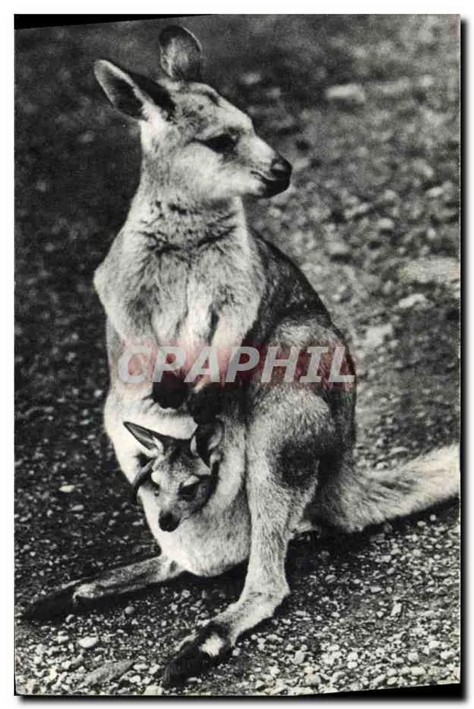 Weibchen Känguru und ihr Baby — COMITÉ NATIONAL DE L'ENFANCE, Paris — Nr. 2 - Vorderseite