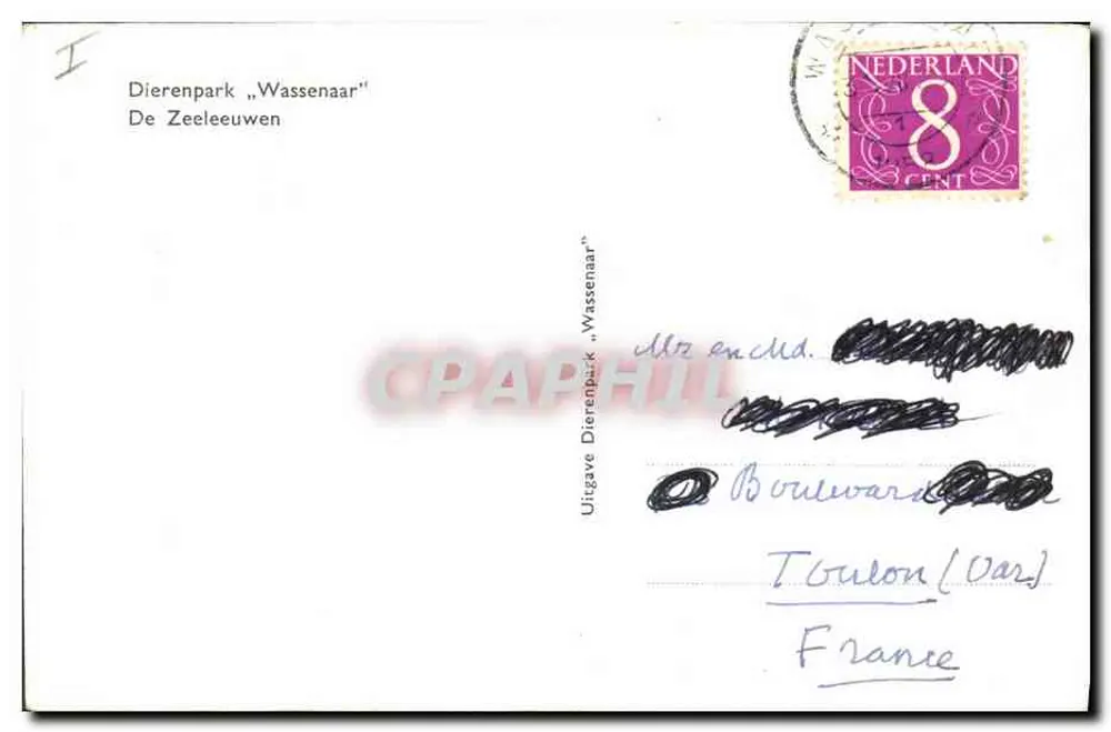 Due leoni marini — all'interno del loro recinto — Dierenpark "Wassenaar" - Verso