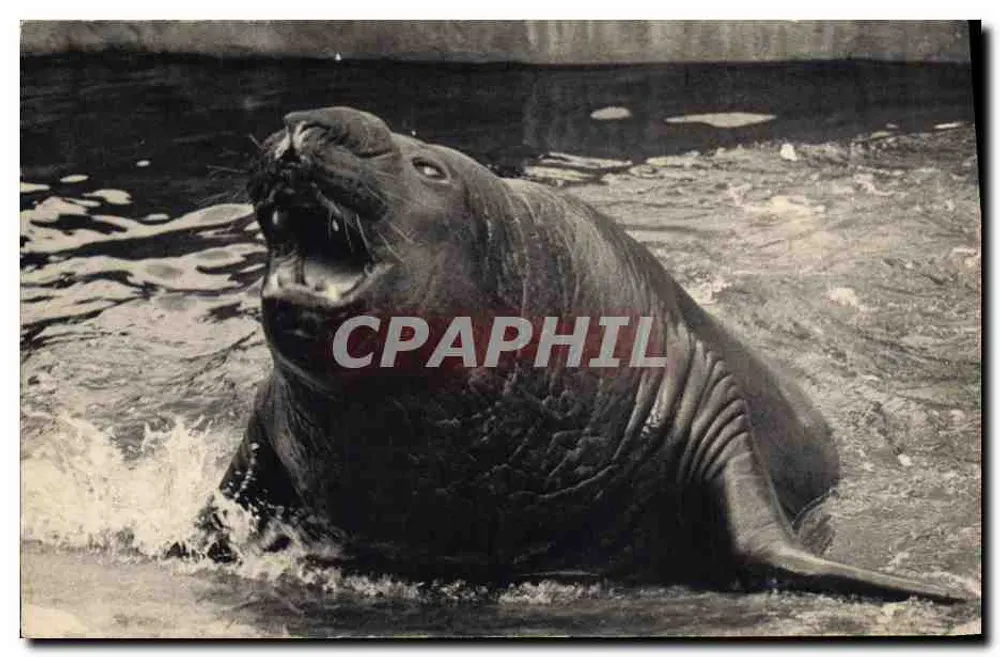 Meeresschwein — Nationalmuseum für Naturgeschichte, Zoologischer Park von Bois de Vincennes — Photo Frères - Vorderseite