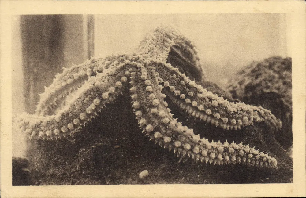 Estrella de mar — Aquatium de la Estación Oceanográfica de Salammbô — Foto ARGRA Toulouse - Anverso