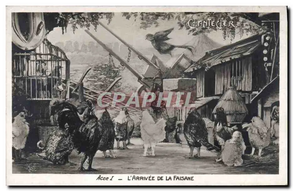 Acre I — Die Ankunft der Fasanin — Chantecler - Vorderseite