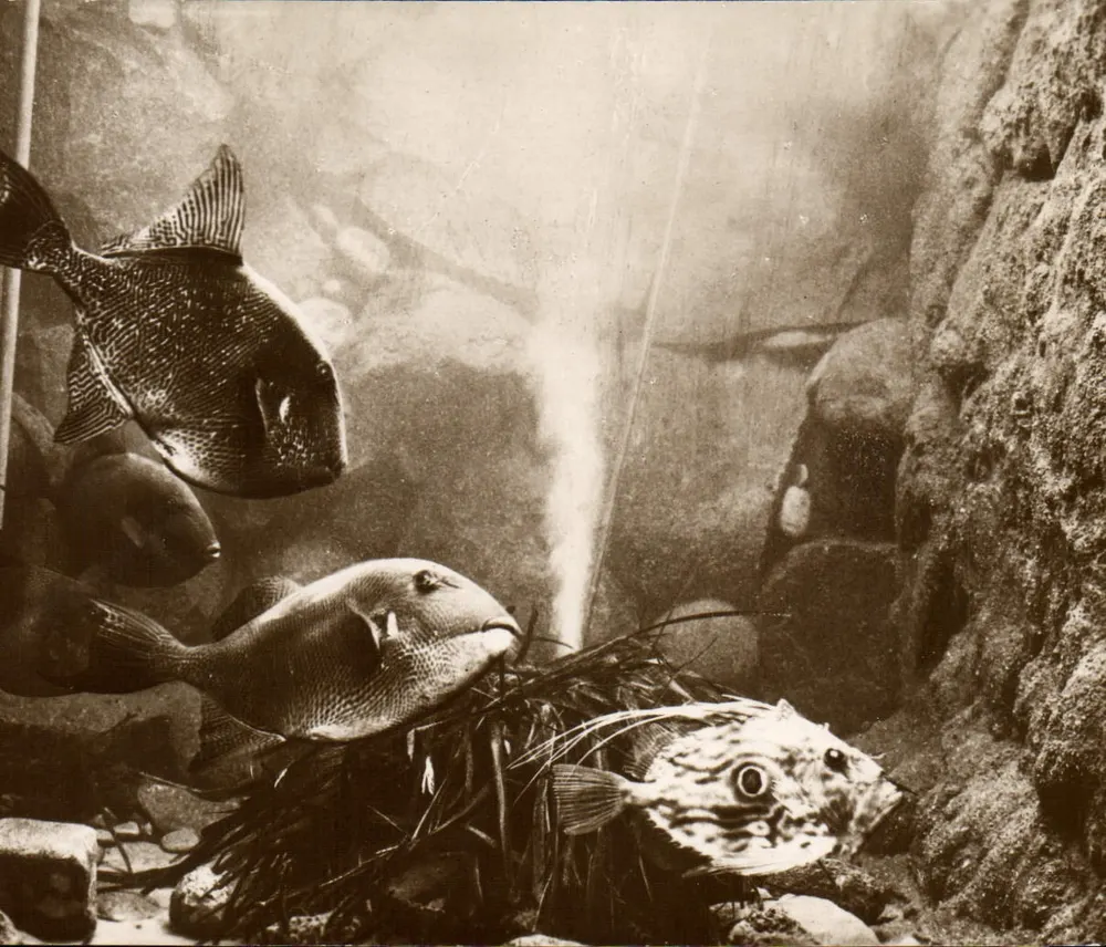 Aquarium der Ozeanographischen Station Salammbô — St-Pierre — "Real-Photo" C. A. P. Straßburg - Vorderseite
