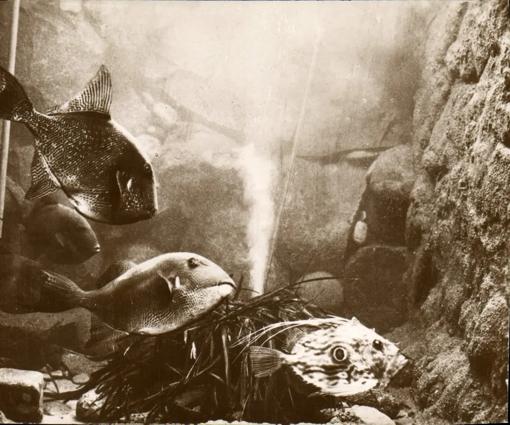 Aquarium der Ozeanographischen Station Salammbô — Straßburg - Vorderseite