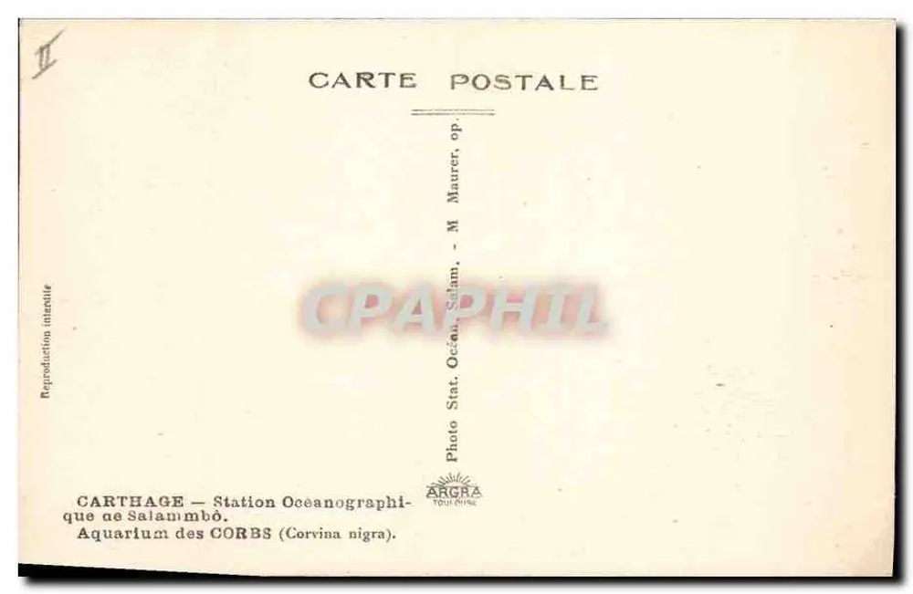 Aquarium von Carthage — Ozeanographische Station Salammbô — Corvina nigra - Rückseite