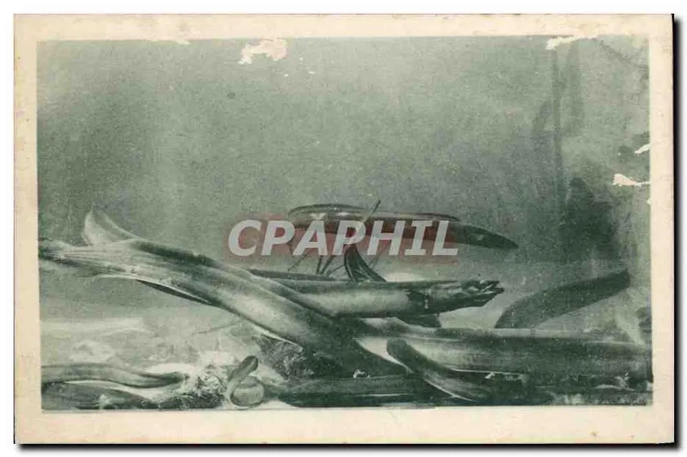 Aquarium von Carthage — Ozeanographische Station Salammbô — Verlag ARGNA - Vorderseite