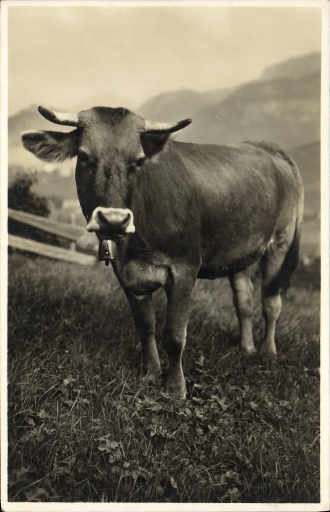 Vaca nas montanhas — Editor Photoglob-Wehrli A.G. Zürich, n° 6659 - Frente