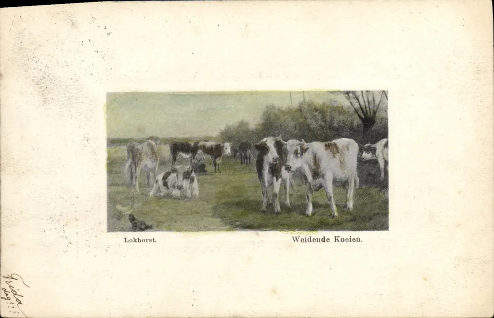 Lokhorst — Kälber grasen — unbekannter Verlag, Seriennummer nicht sichtbar - Vorderseite