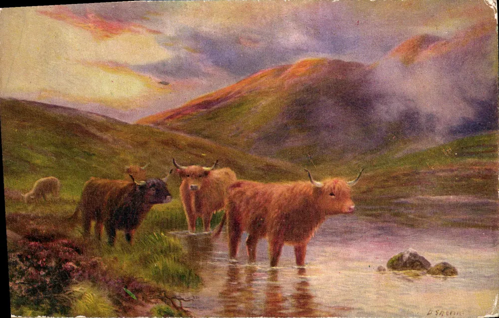 Vacas Highland — Cruzando o Rio — Cartão Postal Tuck n° 3513 - Frente