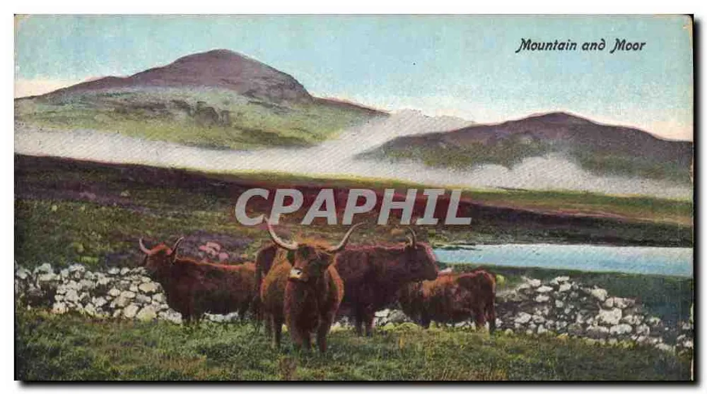 Montanha e Pântano — Vaca Highland — Série Valentine's - Frente