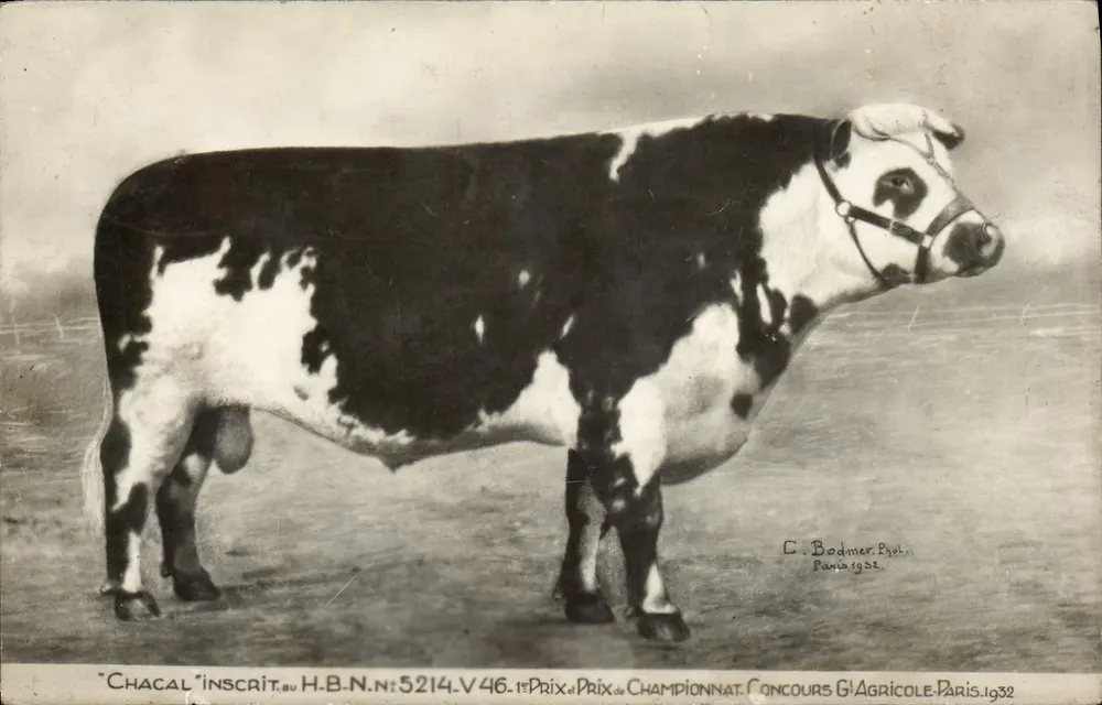 Stier « Chacal » — 1. Preis des Landwirtschafts-Wettbewerbs in Paris 1932 — C. Bodmer Fotografie, Paris - Vorderseite