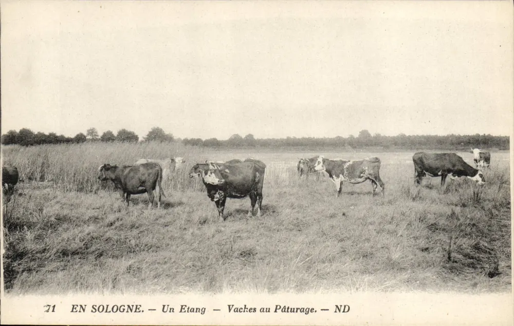 In SoLogne — Ein Teich — Kühe grasen — ND - Vorderseite